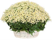 Цветочная композиция из Ромашки в корзине #REPLACE_PRED# Люберцах
